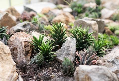 绿植花卉公司名称大全 优选120个